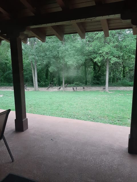 More frequent visitors.  Flocks of turkeys show up quite often.