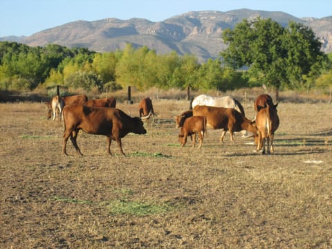 Our beautiful longhorn cows grazing in the field.