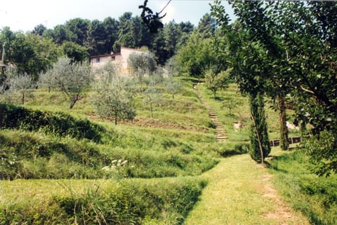 View of the house from the path to the pool through the olive grove.