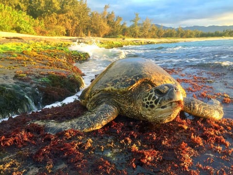 Green sea turtle enjoying seaweed off the rocks on north shore Oahu.