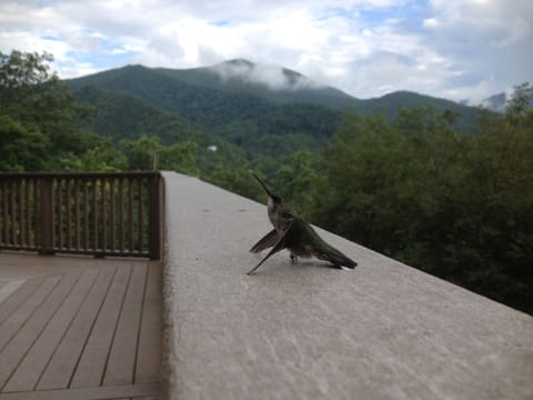 Cold Mountain peak with Hummingbird in foreground