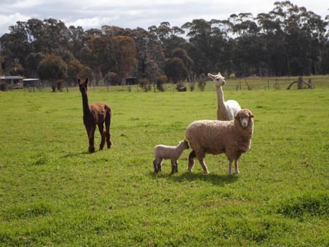 Bonny and Clyde,our guard Alpacas.