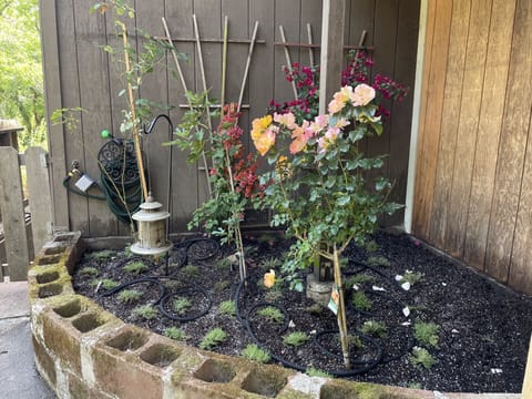 The front garden with rose bushes, a fig tree & bougianvilleas.