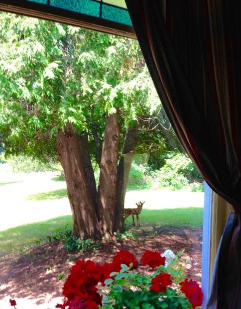 Two fawn outside the large picture window in front