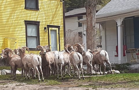 The Big Horn Sheep herd in the front yard!