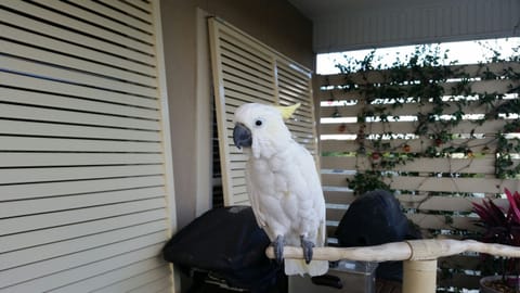 Lucy the beach bird says come on down !
