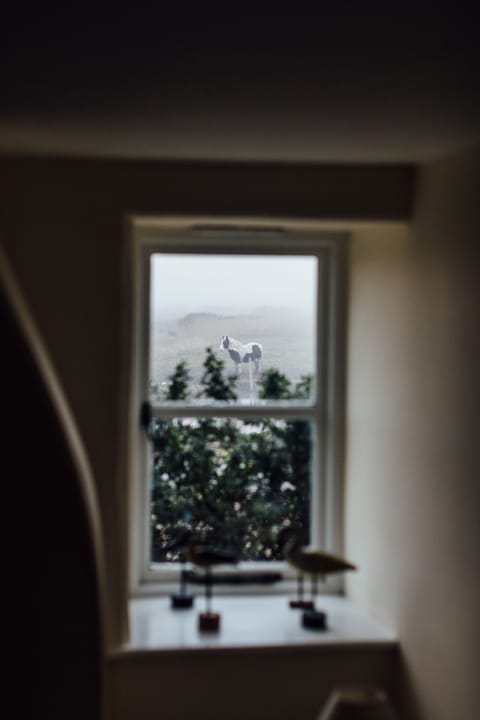 View of Magic the horse from the living room