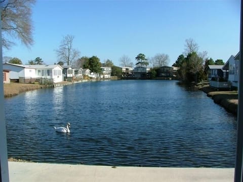 Lakeview out of sunroom/living room with ducks, swans and geese