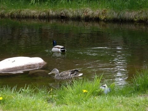 mallard ducks on pond