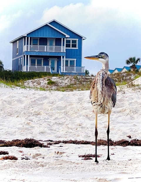 Kat's Meow beach side and our buddy the heron. 