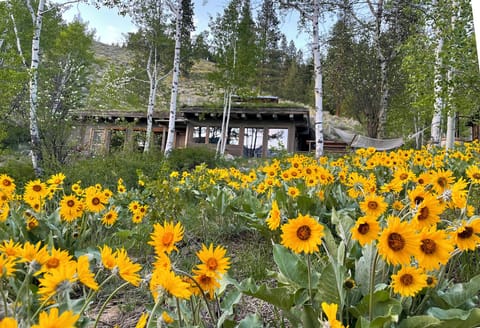 Howe Cabin in the springtime!