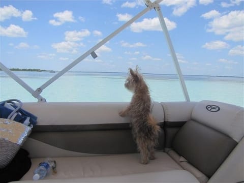 Spike loves Gulfview but he can only visit, not stay. 