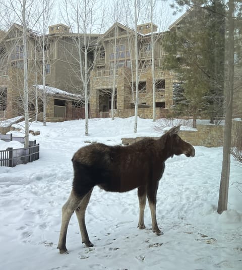 Moose in the back patio