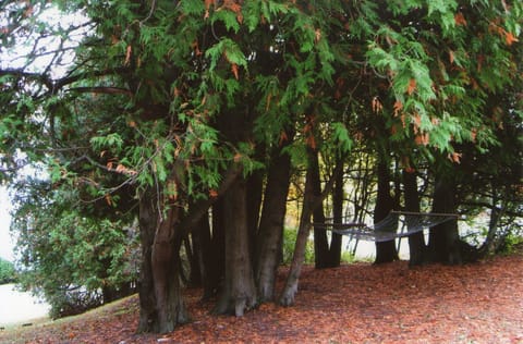Relax in the hammock out front