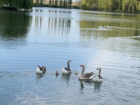 View on the lake next to the cottage