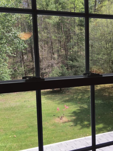 Lawn and Forest View from the Main Bedroom