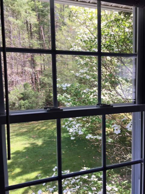 Forest and Lawn View from the Cherry Room