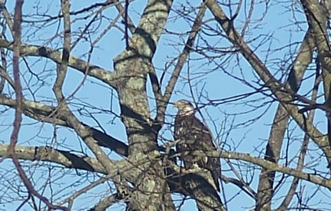 Eagles are often seen in the area