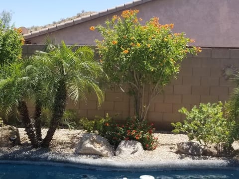 Our backyard oasis, with palms and lots of flowers in spring through summer!