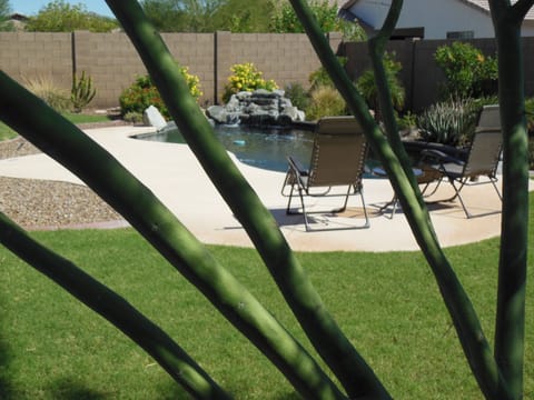 Peeking through the Palo Verde Tree!