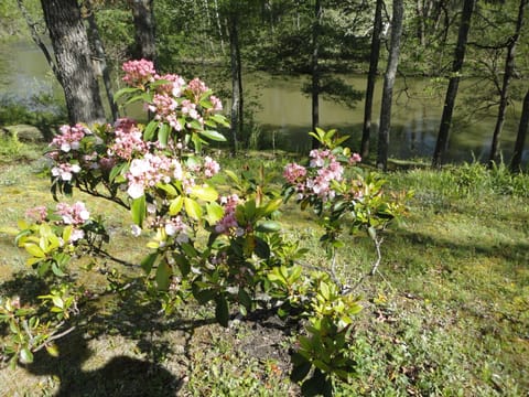Mountain Laurel makes its appearance in the spring.