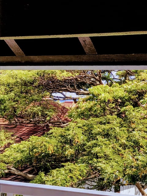 Monkeypod tree off the lanai