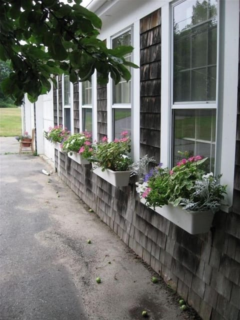 Sea-air nourishes our flowerbox blossoms all summer--
