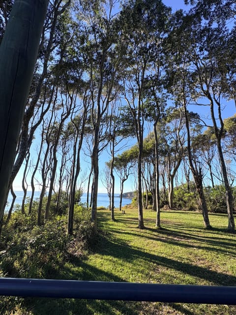 The lawn, from the deck
