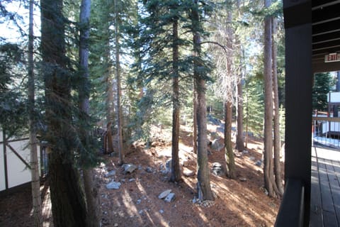 View of the forested quad from the balcony