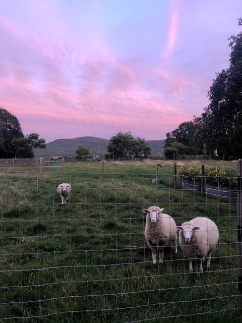 Linus, Heidi & Pansy 
