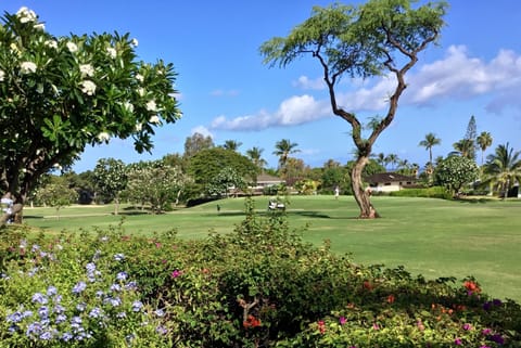 Sunny morning on the lanai