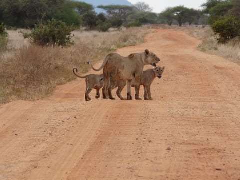 Thats how our safari to Tsavo East got started.