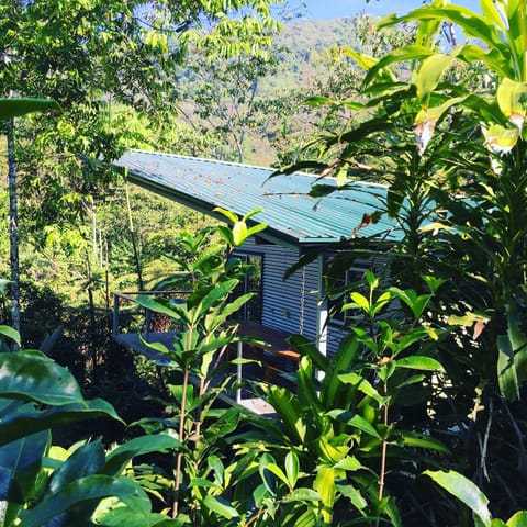 Suspended above the jungle