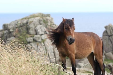 Treen Farm ponies grazing The Logan Rock SSSI
