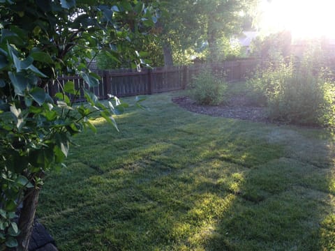yard (fully fenced in), morning sun