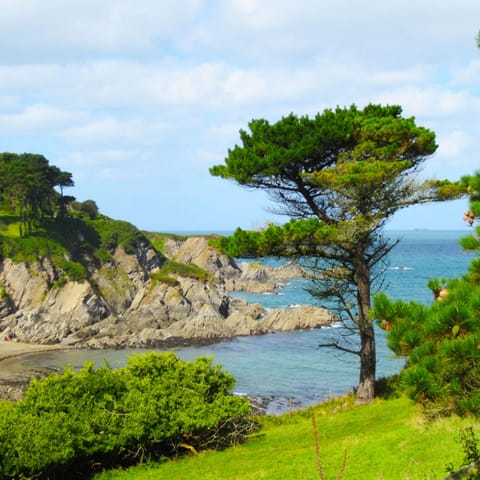 View from Millfield garden