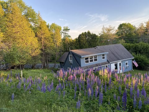 In June with lupins blossoming