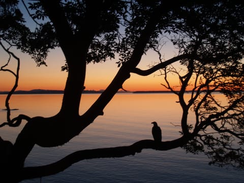 Eagle on our Arbutus tree early during July morning sunrise