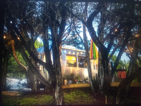 Moonbeam shining through the trees!