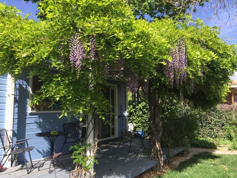 Back deck and Wisteria