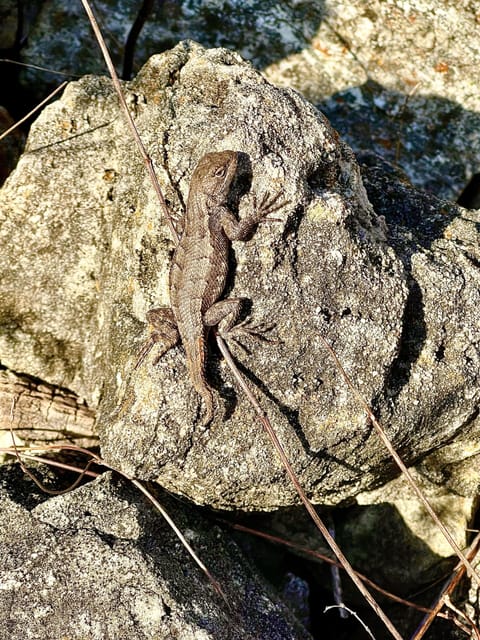 A neighbor may drop by to say HI !