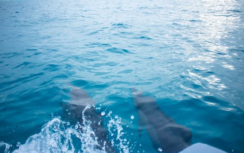 Dolphins Cruise Day !