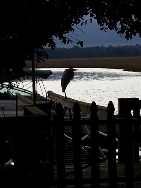 Blue Heron haven!