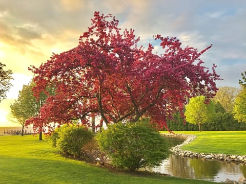 a View from the Patio - Lakeside 