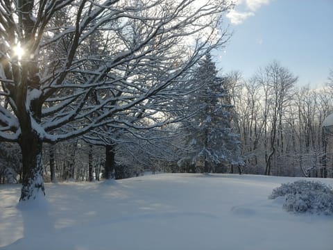 View from kitchen window - green in summer & white in winter 
