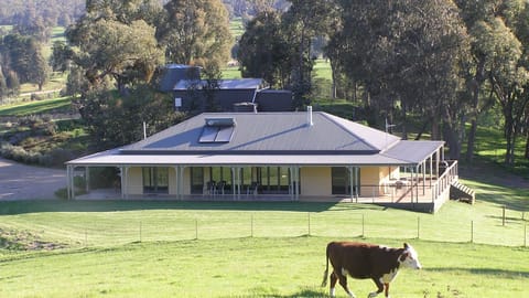 Even the cows are relaxed.