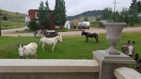 Don't feed the Animals