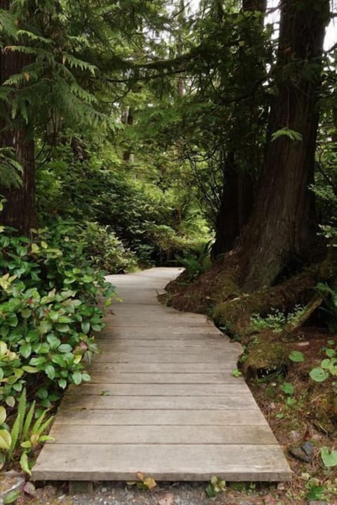Boardwalk leading to Tofino Tree House.