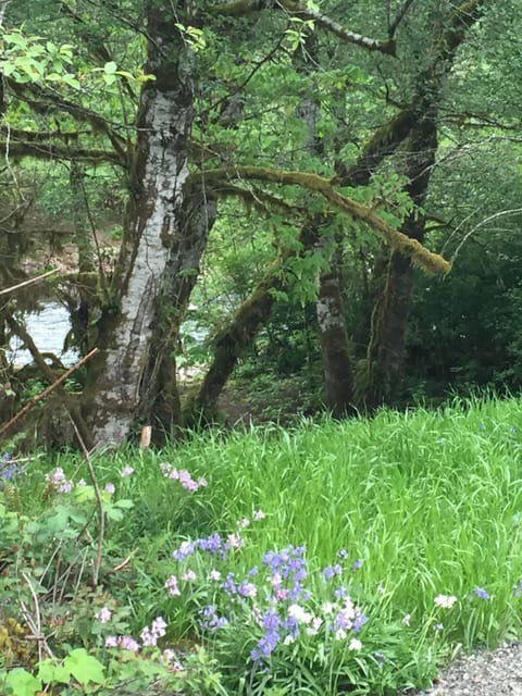 Almost summer at the Hidden Duc Cabin.