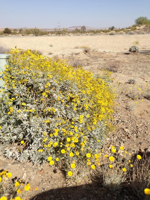 Yellow brittle bush in the Spring landscape